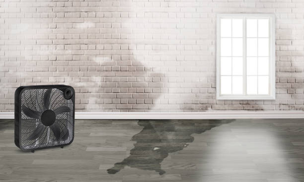 Best Professional water damage repair  in Queen Creek, AZ